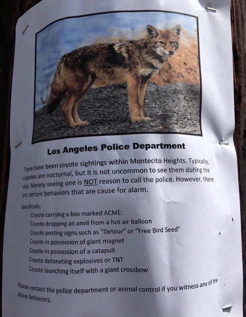 LA coyote poster.jpg